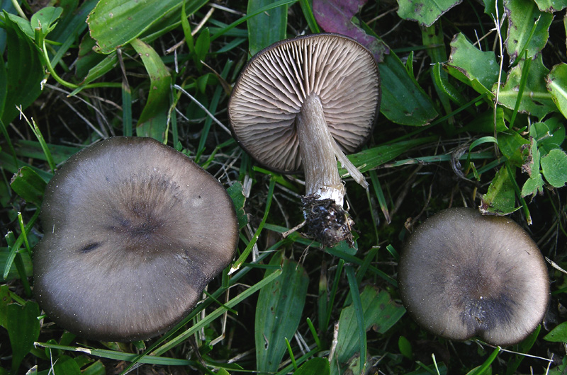 2 Entoloma sp.